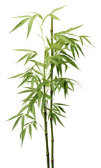 PNG Four bamboo plant white background freshness cannabis.