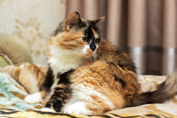 Calico cat lounges on bed, gazing at camera with whiskered snout
