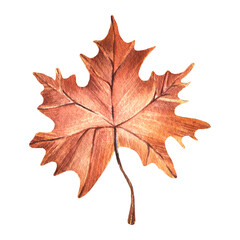 Watercolor illustration of a hand-painted red maple leaf. Clipart. Autumn, leaf fall. Design for stickers, cards.