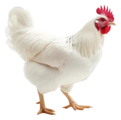 Kissenbezug PNG  Single white chook hen chicken poultry animal. © Rawpixel.com