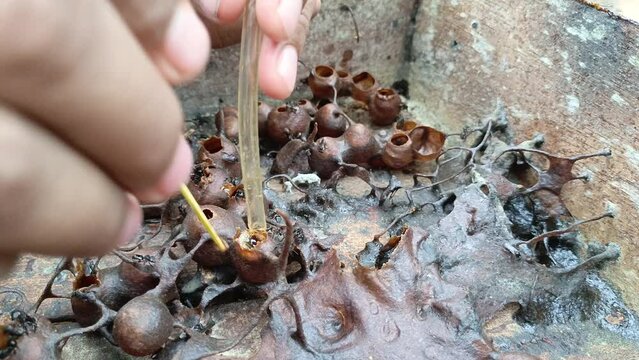 The process of harvesting honey from stingless bee hives involves using clear tubing.