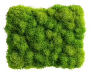 Fototapeta premium PNG Square moss plant white background