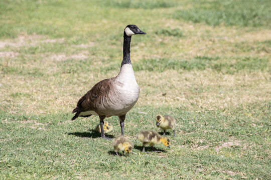 goose and baby chicks on the grass