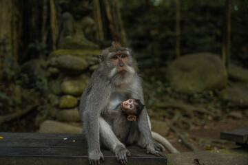 Family of monkeys at Monkey forest, Ubud, Bali, Indonesia