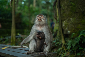 Family of monkeys at Monkey forest, Ubud, Bali, Indonesia