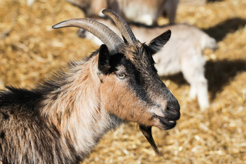 Portrait of a goat on a agricultural farm. Animal walking on hay ground. Goat head with horns. Sunny day rural wildlife. Face of cute animal. Farming barn outdoor.