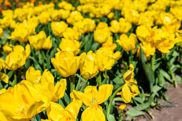 Blooming tulips in flower bed at the city park
