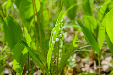 Lily of the valley (Convallaria majalis) in blossom