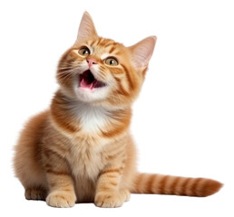 Obraz premium PNG Mammal animal kitten cute transparent background