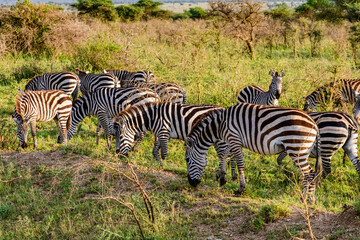 Zebras (Hippotigris) at the Serengeti national park, Tanzania. Wildlife photo