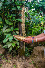 Preparing coffee in a Chagga tribe near Moshi town