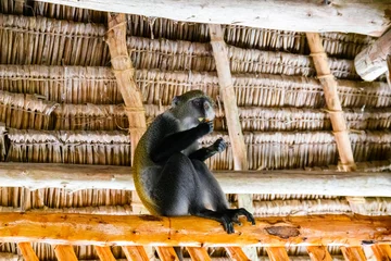 Fototapeten Colobus monkey under roof of the building at Jozani forest. Zanzibar, Tanzania © ihorbondarenko