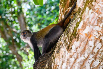 Colobus monkey at Jozani forest. Zanzibar, Tanzania