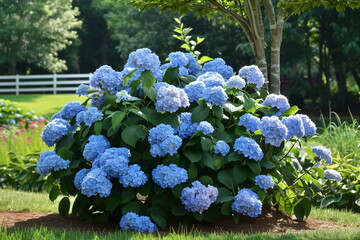 Mature Blue Hydrangea Bush in Full Bloom in Suburban Garden 