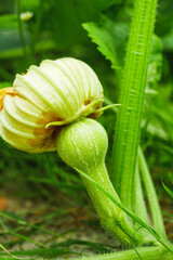 young plant butternut squash on an organic farm