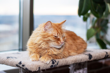 Red fluffy Maine resting at home closeup