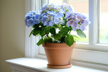 Fototapeta premium Vibrant Blue Hydrangea Potted Plant on Sunny Windowsill