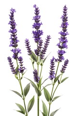 A group of vibrant purple flowers with lush green leaves. Ideal for botanical designs