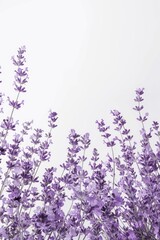 A beautiful bunch of purple flowers in a field. Perfect for nature and gardening concepts