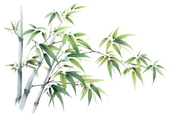 PNG Bamboo plant freshness cannabis