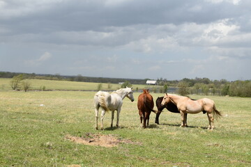 Obraz na płótnie Canvas Herd of Horses in a Farm Field