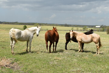 Obraz na płótnie Canvas Horses in a Farm Field