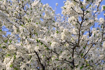 Flowering fruit tree in spring. White small flowers of Mirabelle plum, also known as mirabelle prune or cherry plum (Prunus domestica subsp. syriaca).