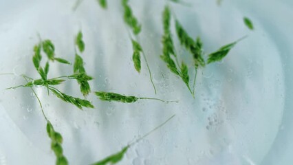 Essential oil. Organic fluid. Defocused green wheat ears natural healthy soap foam aroma spa bath with gel bubble abstract background.