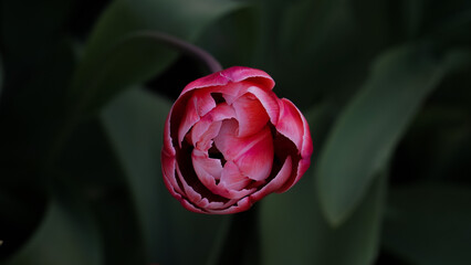 Roser Tulpe