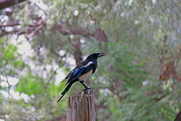 Obraz premium Magpie