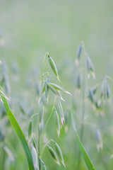 Green oat grow on cultivated farm field.