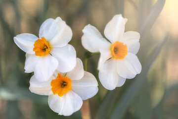 white daffodils with morning light