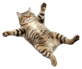 Obraz premium PNG Cat animal mammal kitten