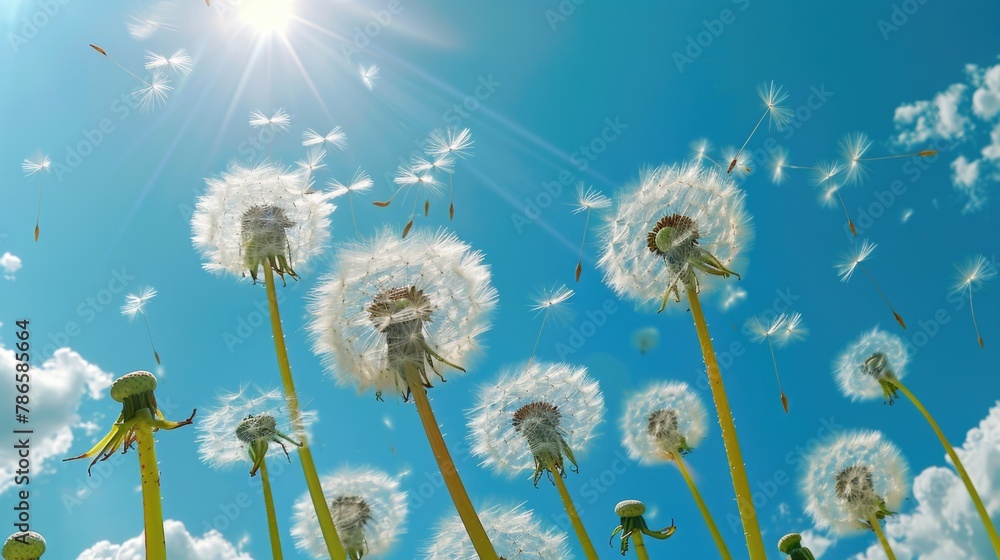 Poster A bunch of dandelions blowing in the wind. Suitable for nature and spring themes