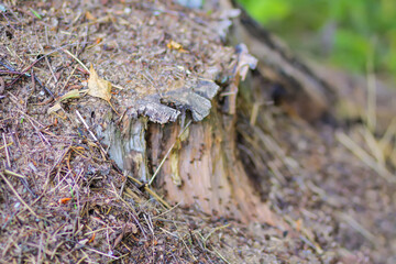 An anthill with a colony of ants in a wild forest.