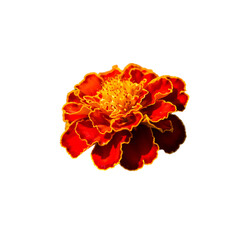 Garden Marigold: A single marigold with red and orange petals on a white background. Uses: Gardening blogs, plant identification apps.