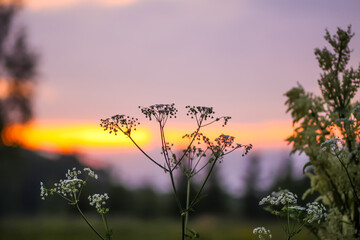 Wildflowers on rural field. Summer nature details in the countryside. Wild plants and flowers.