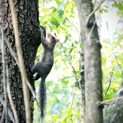 Obraz premium An American Squirrel playing on an oak tree