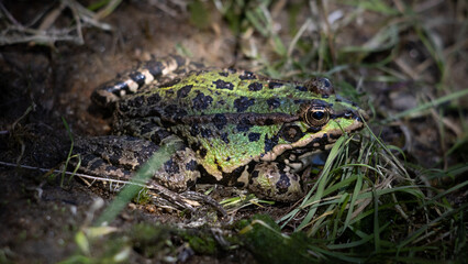 Rana común camuflada en la orilla del río