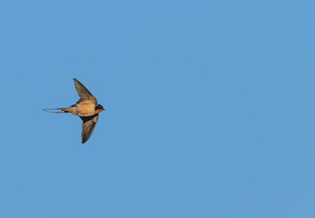 Closeup of a barn swallow in flight.