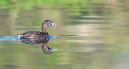 Closeup of a pied-billed grebe swimming in a lake, its reflection in the water.