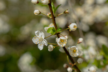 flowering tree white flowers apple tree