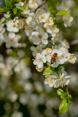 Obraz premium Bee on a flower tree