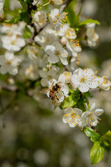 Bee on a flower tree