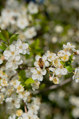 Obraz premium Bee on a flower tree