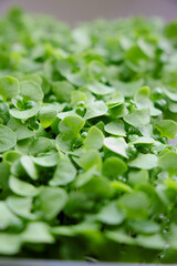 green young basil, microgreens