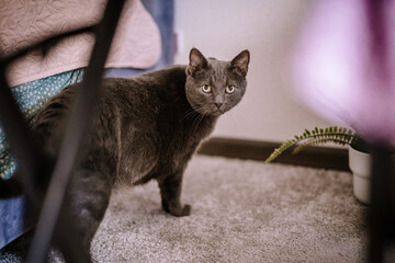 Valmiera, Latvia- July 28, 2024 - A cautious gray cat with vivid blue eyes peers out from behind...