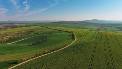Fototapeta na wymiar Green wavy hills with agricultural fields