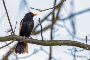 A blackbird resting on a tree branch