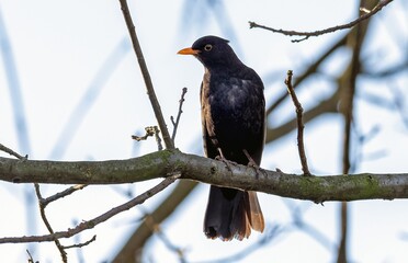 A blackbird resting on a tree branch